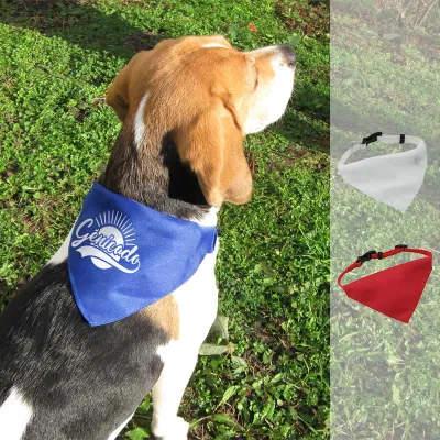 Collier pour chien personnalisé