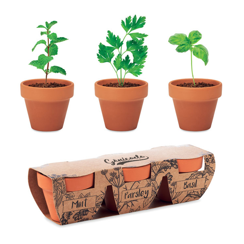 Plantes de bureau aromatiques