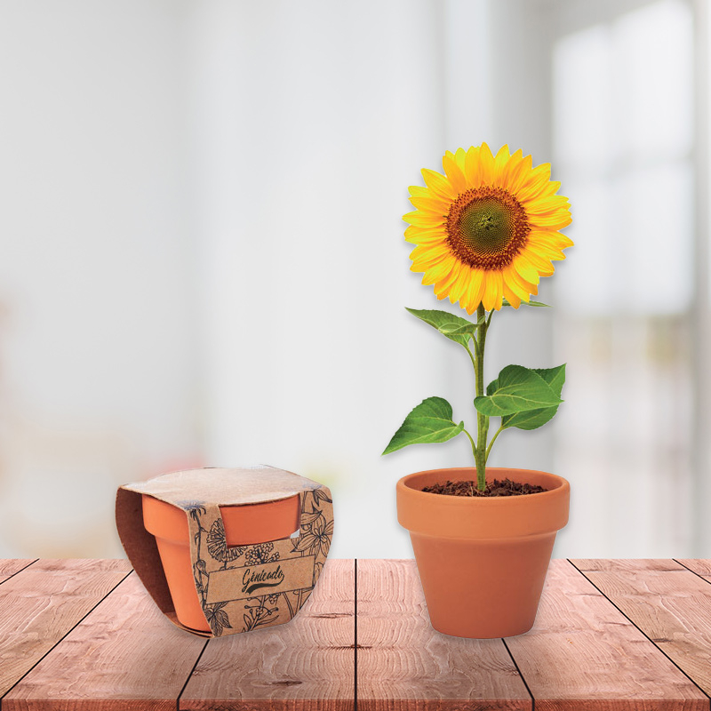 Plante de bureau tournesol