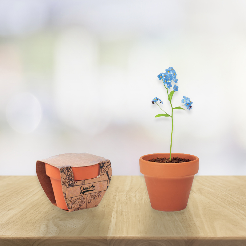Plante de bureau myosotis