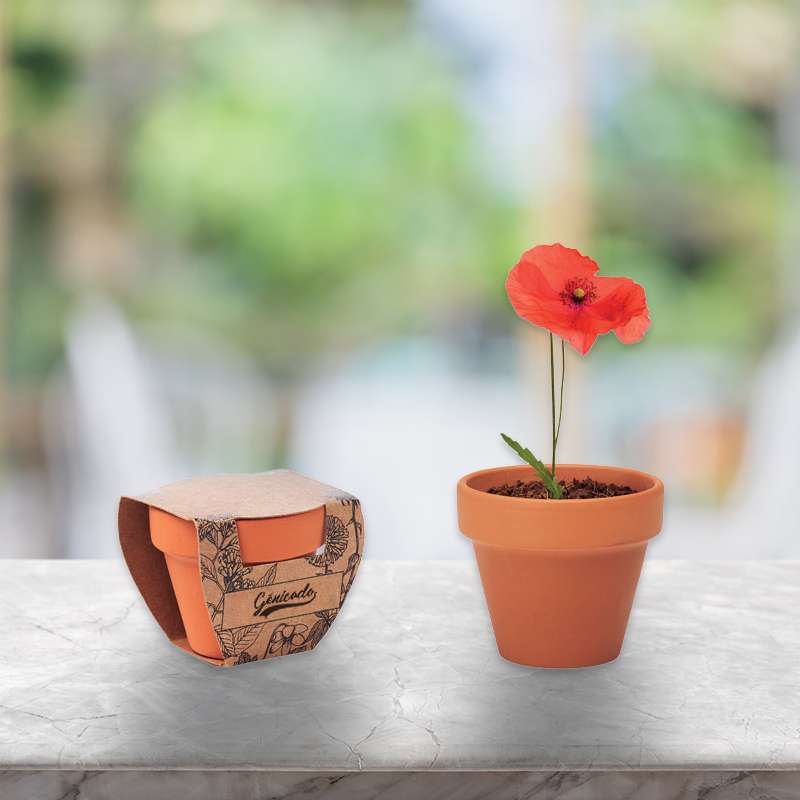 Plante de bureau coquelicot