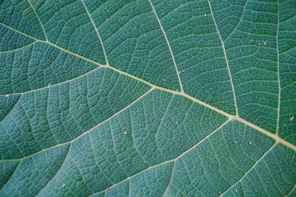 Certification 2024/2025