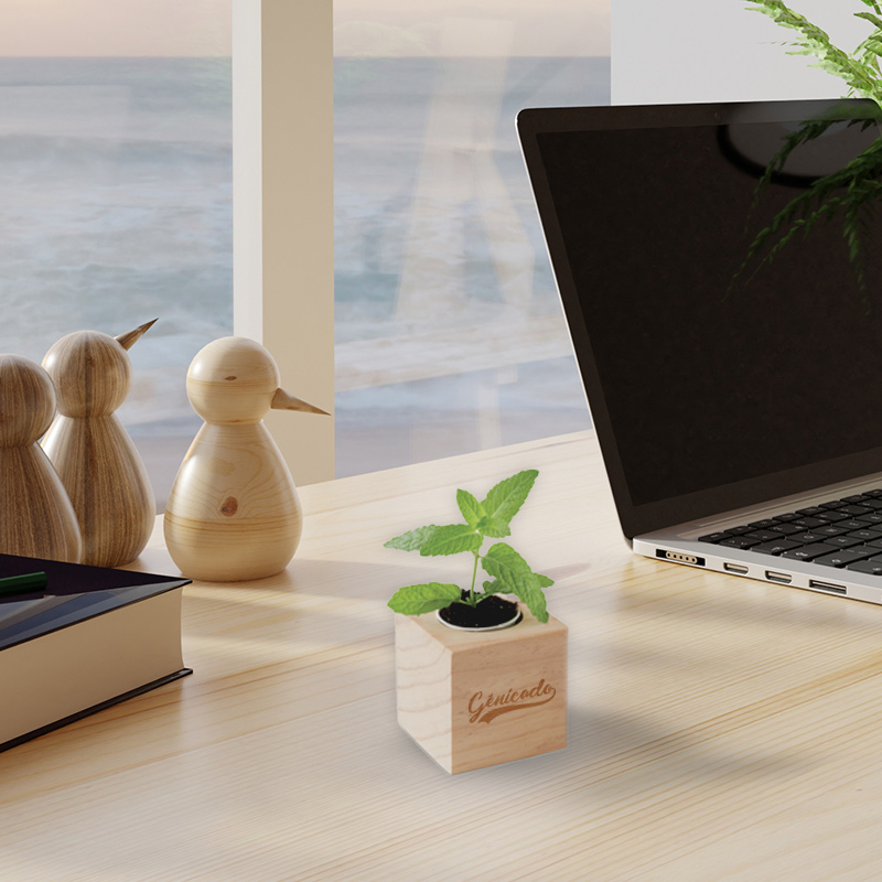 Plante de bureau menthe